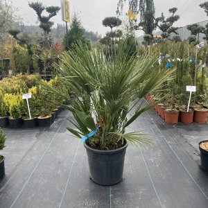 Palmička nízka (Chamaerops Humilis) - výška kmeňa 10-20 cm, celková výška 60-80 cm, kont. C20L  (-14°C) 